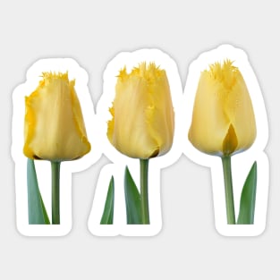 Tulipa &#39;Crystal Star&#39; Fringed Tulip Sticker